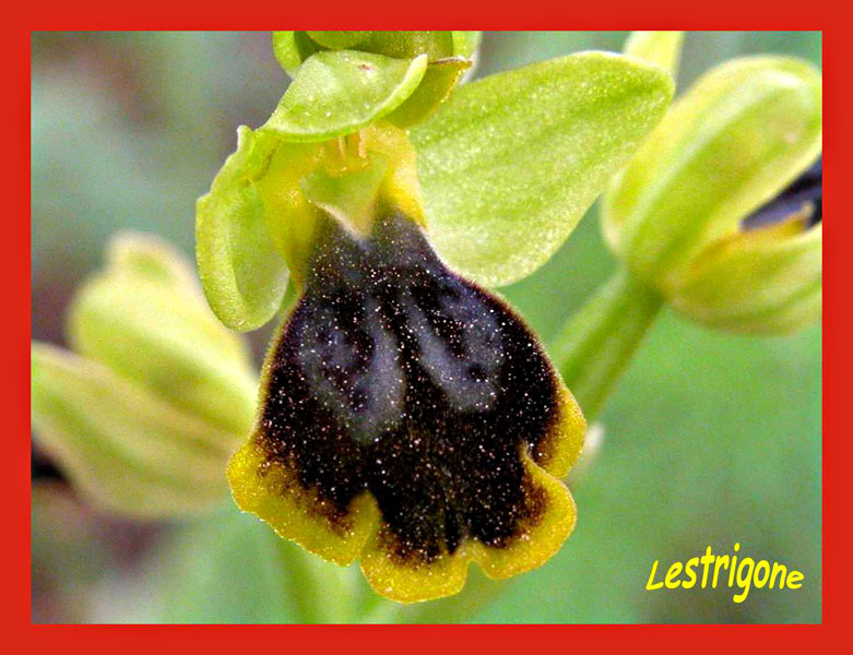 Ophrys archimedea